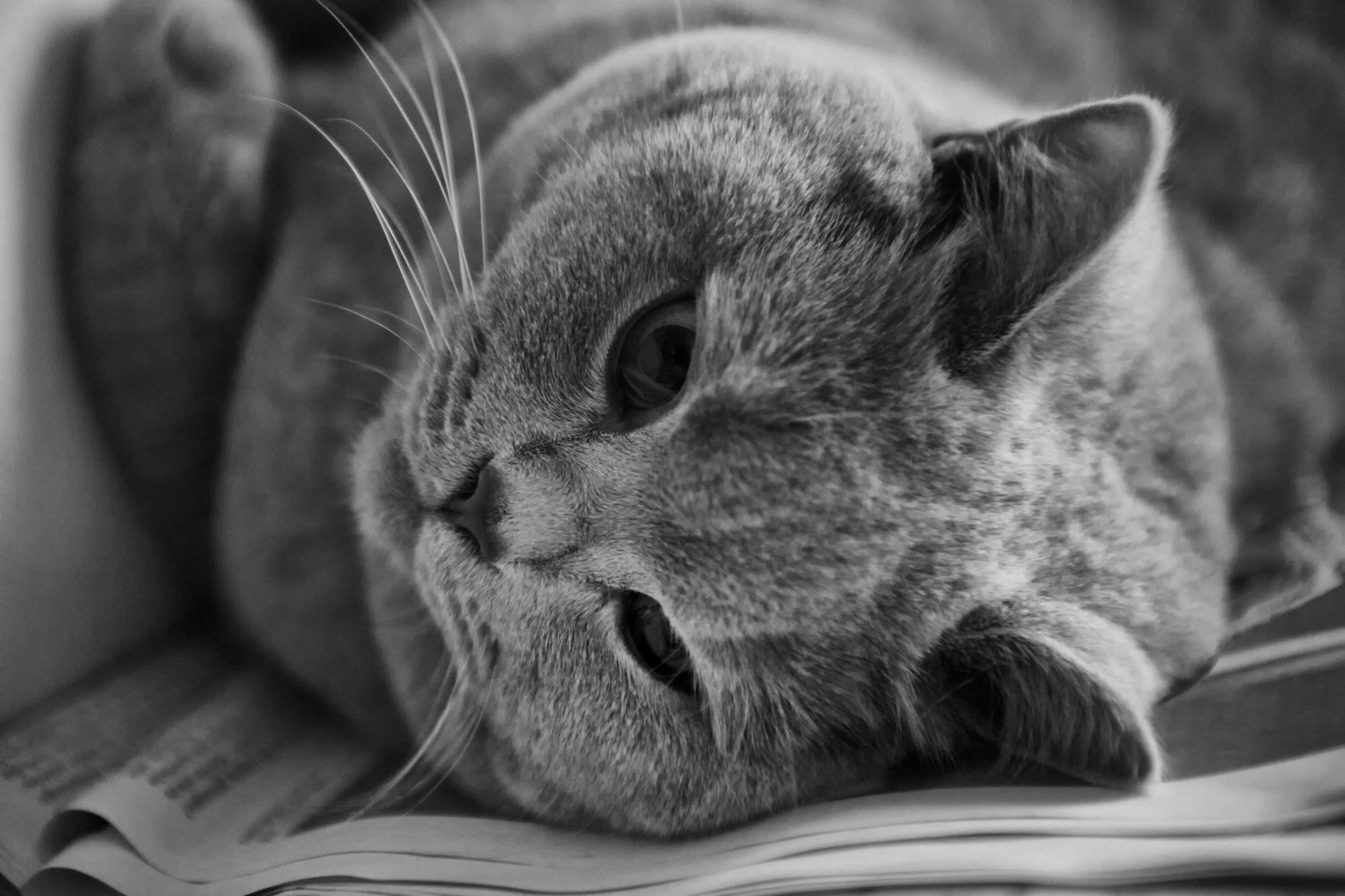 El sonido del gato | Podcast
